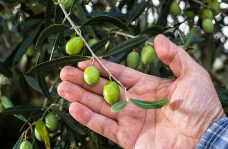 Close-up of the hands of a caucasian olive grower while he checks still unripe olives. Traditional agriculture. Ancient crafts.の写真素材