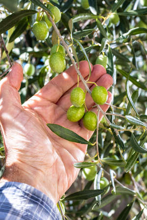 Close-up of the hands of a caucasian olive grower while he checks still unripe olives. Traditional agriculture. Ancient crafts.の写真素材