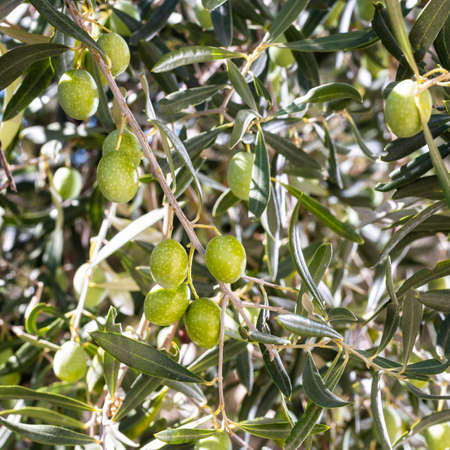 Unripe olives on a tree in a Mediterranean olive grove. Traditional agriculture.の写真素材