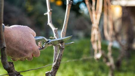 Close-up of a winegrower hand. Prune the vineyard with professional steel scissors. Traditional agriculture.の写真素材