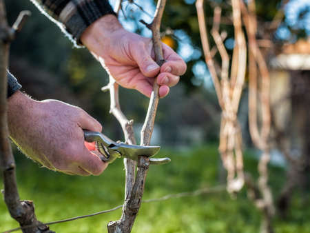 Close-up of a winegrower hand. Prune the vineyard with professional steel scissors. Traditional agriculture.の写真素材