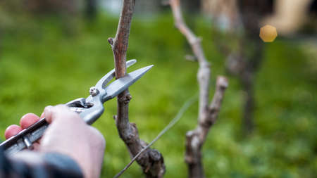 Close-up of a winegrower hand. Prune the vineyard with professional steel scissors. Traditional agriculture.の写真素材