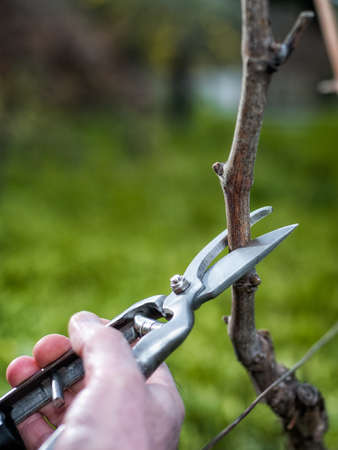 Close-up of a winegrower hand. Prune the vineyard with professional steel scissors. Traditional...