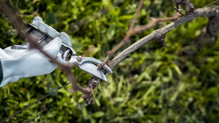 Winegrower with protective gloves. Prune the vineyard with professional steel scissors. Traditional...