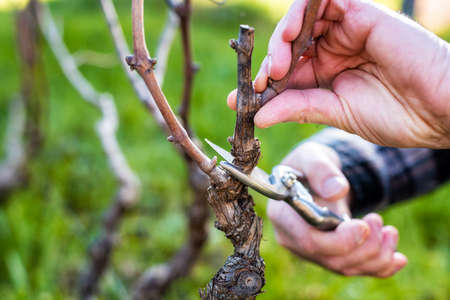 Close-up of a winegrower hand. Prune the vineyard with professional steel scissors. Traditional...