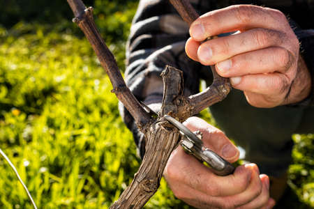 Close-up of a winegrower hand. Prune the vineyard with professional steel scissors. Traditional agriculture.の写真素材