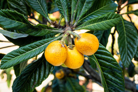 Bunch of ripe medlars on the tree branch ready for harvest. Healthy nutrition.の写真素材