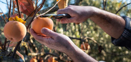 Close-up of the hands of the farmer who with scissors collects persimmons from the tree in autumn. Traditional agriculture.の写真素材