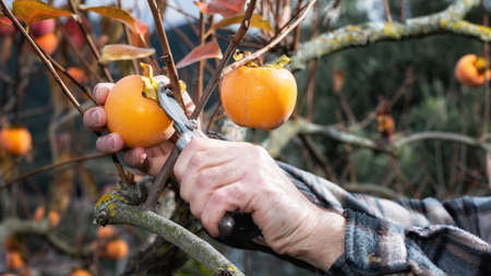Close-up of the hands of the farmer who with scissors collects persimmons from the tree in autumn. Traditional agriculture.の写真素材