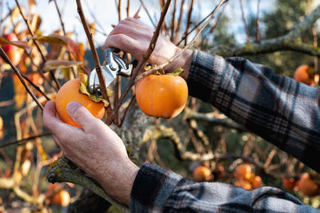 Close-up of the hands of the farmer who with scissors collects persimmons from the tree in autumn. Traditional agriculture.の写真素材