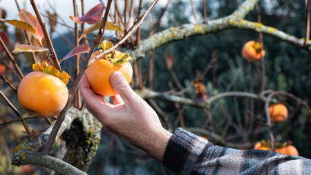 Close-up of the hand of the farmer who collects the persimmons from the tree in autumn. Traditional agriculture.の写真素材