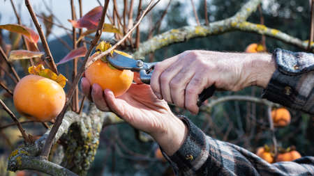 Close-up of the hands of the farmer who with scissors collects persimmons from the tree in autumn. Traditional agriculture.の写真素材