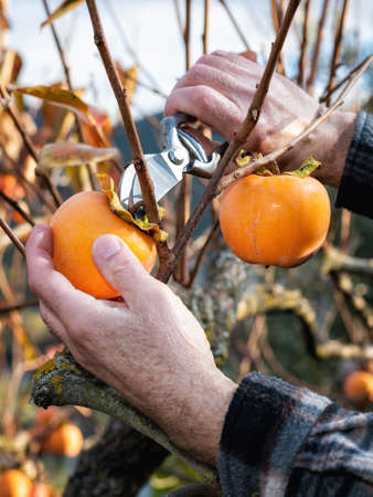 Close-up of the hands of the farmer who with scissors collects persimmons from the tree in autumn. Traditional agriculture.の写真素材
