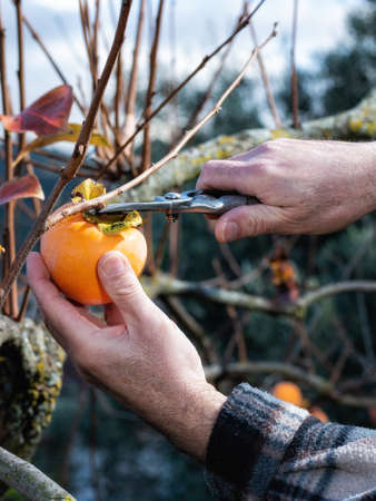 Close-up of the hands of the farmer who with scissors collects persimmons from the tree in autumn. Traditional agriculture.の写真素材