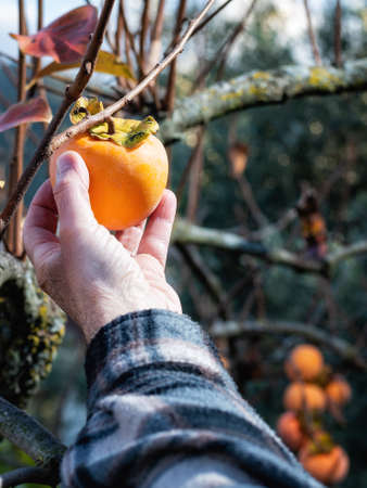 Close-up of the hand of the farmer who collects the persimmons from the tree in autumn. Traditional agriculture.の写真素材