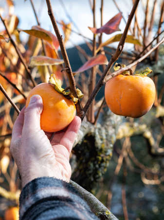 Close-up of the hand of the farmer who collects the persimmons from the tree in autumn. Traditional agriculture.の写真素材