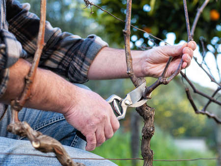 Close-up of a winegrower hand. Prune the vineyard with professional steel scissors. Traditional agriculture.の写真素材