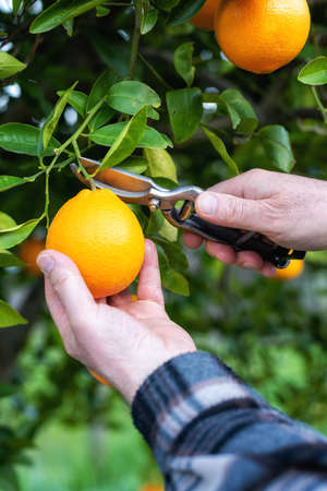Close-up of the hands of the farmer who harvest the oranges in the citrus grove with scissors. Traditional agriculture.の写真素材