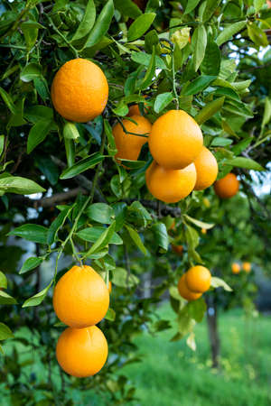 Ripe oranges hanging between the leaves on the branches of the trees of an organic citrus grove, in winter. Traditional agriculture.の写真素材