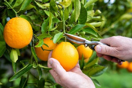 Close-up of the hands of the farmer who harvest the oranges in the citrus grove with scissors. Traditional agriculture.の写真素材