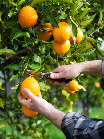 Close-up of the hands of the farmer who harvest the oranges in the citrus grove with scissors. Traditional agriculture.の写真素材