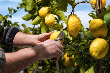 Close-up of the hands of the farmer who harvest the lemons in the citrus grove with scissors. Traditional agriculture.の写真素材