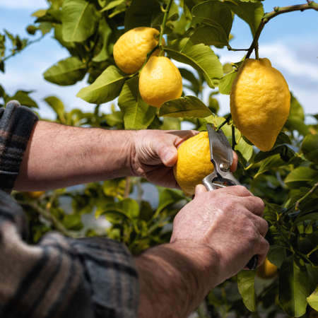 Close-up of the hands of the farmer who harvest the lemons in the citrus grove with scissors. Traditional agriculture.の写真素材