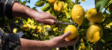Close-up of the hands of the farmer who harvest the lemons in the citrus grove with scissors. Traditional agriculture.の写真素材