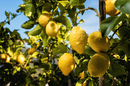 Ripe lemons hanging between the leaves on the branches of the trees of an organic citrus grove, in spring. Traditional agriculture.の写真素材