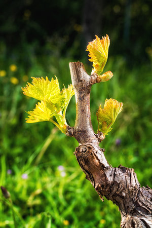 Young inflorescence of the vine. Close-up of the buds and young leaves in the branches of a vineyard in Sardinia, Italy. Traditional agriculture.の写真素材