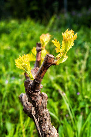 Young inflorescence of the vine. Close-up of the buds and young leaves in the branches of a vineyard in Sardinia, Italy. Traditional agriculture.の写真素材