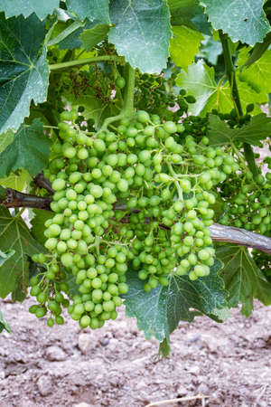 Fruit set in a vineyard. Bunches of grapes with the berries just formed after flowering. Traditional agriculture. Sardinia.の写真素材