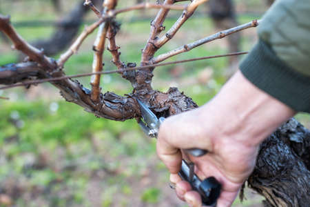 Close-up of a winegrower hand. Prune the vineyard with professional steel scissors. Traditional agriculture. Winter pruning, Guyot method.の写真素材