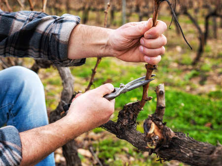 Close-up of a winegrower hand. Prune the vineyard with professional steel scissors. Traditional agriculture. Winter pruning, cordon spurred method.の写真素材