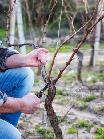 Close-up of a winegrower hand. Prune the vineyard with professional steel scissors. Traditional agriculture. Winter pruning, Guyot method.の写真素材