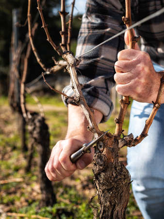 Close-up of a winegrower hand. Prune the vineyard with professional steel scissors. Traditional agriculture. Winter pruning, Guyot method.の写真素材