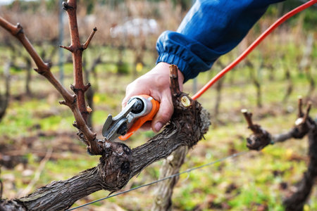 Close-up of a winegrower hand. Prune the vineyard with professional battery-powered electric scissors. Traditional agriculture. Winter pruning, cordon spurred method.の写真素材
