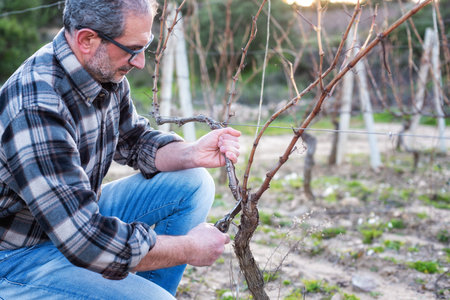 Winegrower pruning the vineyard with professional steel scissors. Traditional agriculture. Winter pruning, Guyot method.の写真素材