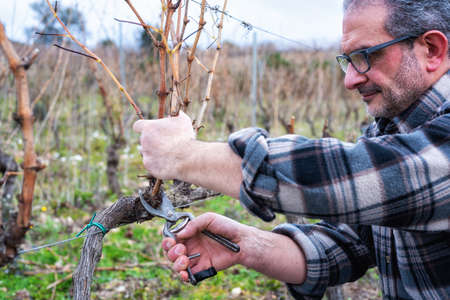 Winegrower pruning the vineyard with professional steel scissors. Traditional agriculture. Winter pruning, cordon spurred method.の写真素材