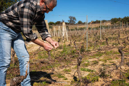 The winegrower ties the new shoot to the wire after pruning. Traditional agriculture. Winter pruning, Guyot method.の写真素材