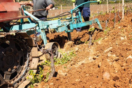 Farmer drives the plow while plowing the vineyard with the crawler tractor. Agricultural industry,...