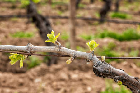 Young inflorescence of the vine. Close-up of the buds and young leaves in the branches of a vineyard in Sardinia, Italy. Traditional agriculture.の写真素材