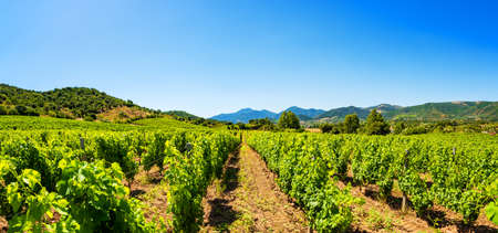 Spring overview of the rows of a of a vineyard in Sardinia, Italy. Traditional agriculture.の写真素材