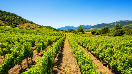 Spring overview of the rows of a of a vineyard in Sardinia, Italy. Traditional agriculture.の写真素材