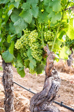 Closing of the bunches in a vineyard. Bunches of grapes with berries that swell before ripening. Traditional agriculture. Sardinia.の写真素材