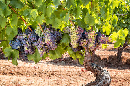 Veraison in a vineyard. Bunches of grapes with berries that begin the ripening phase. Traditional agriculture. Sardinia.の写真素材