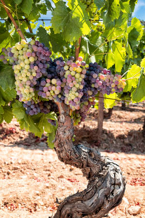 Veraison in a vineyard. Bunches of grapes with berries that begin the ripening phase. Traditional agriculture. Sardinia.の写真素材