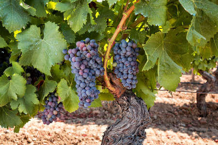 Veraison in a vineyard. Bunches of grapes with berries that begin the ripening phase. Traditional agriculture. Sardinia.の写真素材