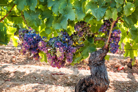 Veraison in a vineyard. Bunches of grapes with berries that begin the ripening phase. Traditional agriculture. Sardinia.の写真素材