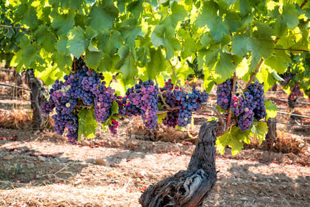 Veraison in a vineyard. Bunches of grapes with berries that begin the ripening phase. Traditional agriculture. Sardinia.の写真素材